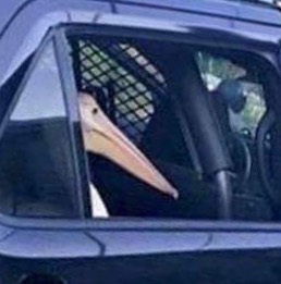 Reginald Pelican