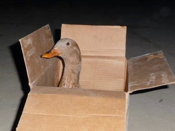 Gerald Quacksworth