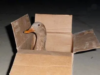 Gerald Quacksworth