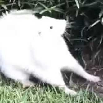 Maximilian Fluff