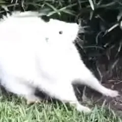 Maximilian Fluff